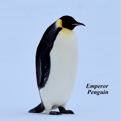 Emperor Penguin